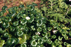 Romanzoffia unalaschkensis